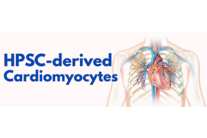 hPSC-derived Cardiomyocytes