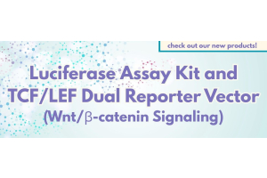 TCF/LEF Dual Reporter Vector/Luciferase Assay Kit