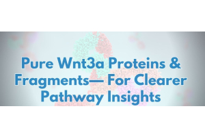 Breakthrough Tools for Wnt Pathway Research – Explore Our Wnt3a Collection