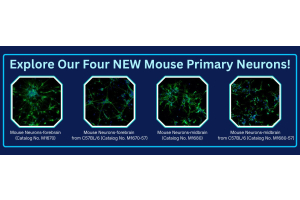 Mouse Primary Neurons