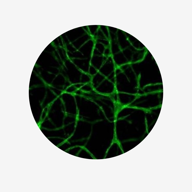 3D Collagen Gel Staining Prep Kit