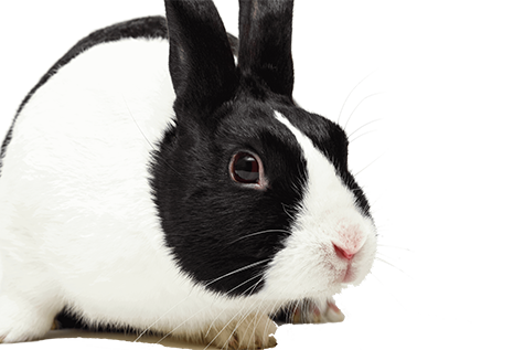 Dutch rabbit