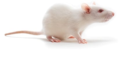 Rat
