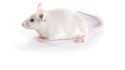 CD-1 Mouse