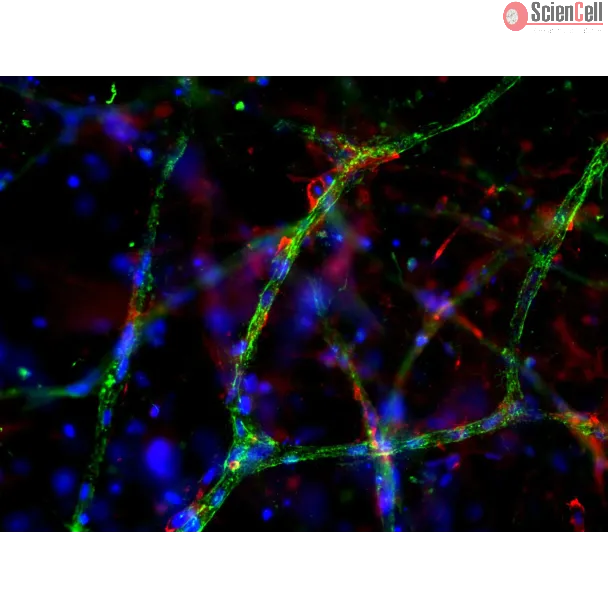 Day 9 post-embedding: Endothelial cells stained with VWF (green) and pericytes stained with NG2 (red), 200x
