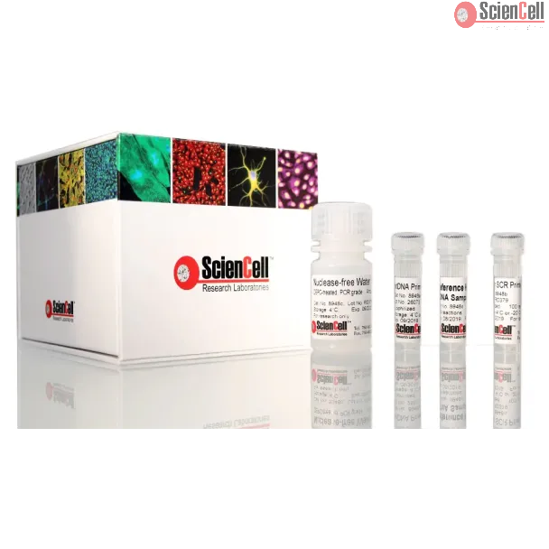 Absolute Human Mitochondrial DNA Copy Number Quantification  qPCR Assay Kit