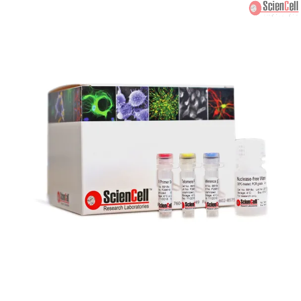Absolute Human Telomere Length Quantification qPCR Assay Kit