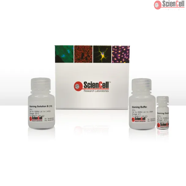 Alkaline Phosphatase Staining Assay