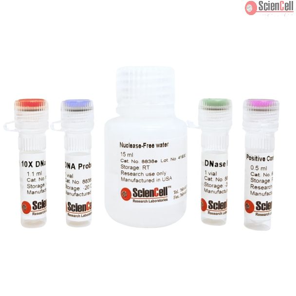 DNase Activity Assay-Fluorometric