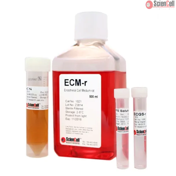 Endothelial Cell Medium-rat