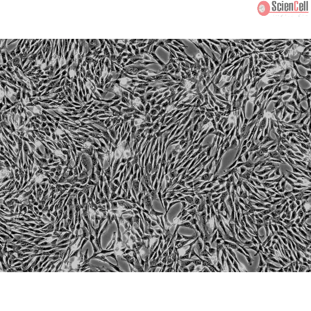 Horse Mesenchymal Stem Cells-adipose (HNSC-ad) - Phase Contrast 100X