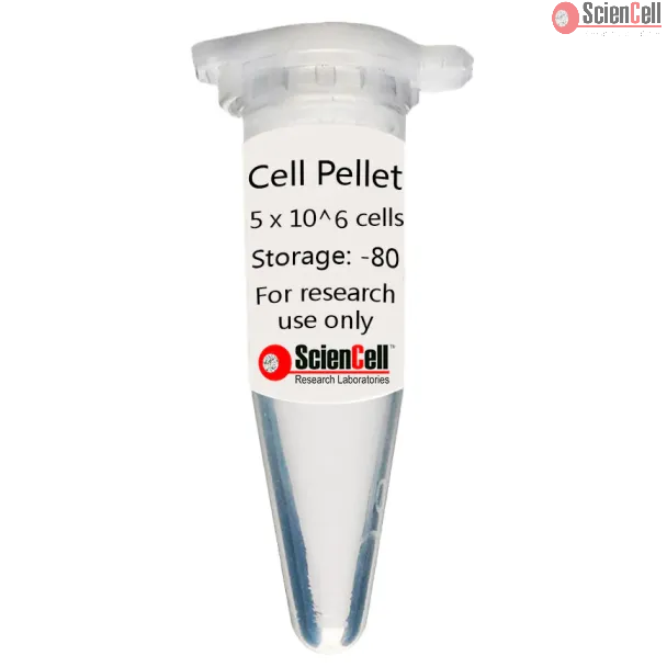Human Brain Vascular Adventitial Fibroblast Cell Pellet