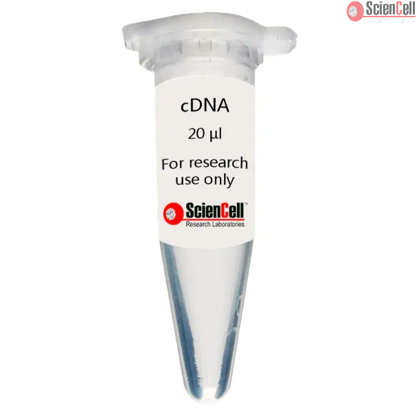 Human Choroid Plexus Endothelial Cell cDNA