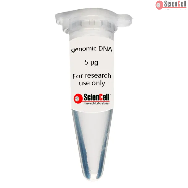 Human Choroid Plexus Fibroblast genomic DNA 
