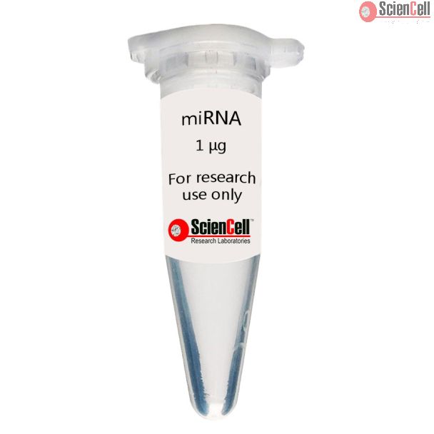 Human Intestinal Smooth Muscle Cell MicroRNA