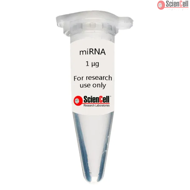 Human Mesenchymal Stem Cell-bone marrow MicroRNA