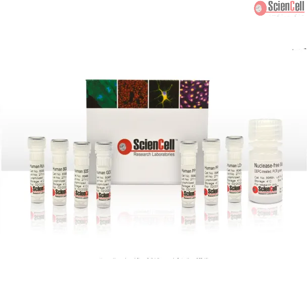 Human Mesenchymal Stem Cell Osteogenesis Detection qPCR Kit