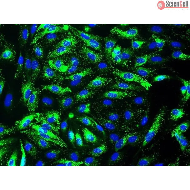 Human Splenic Endothelial Cells (HSEC) - Immunostaining for vWF, 400x.
