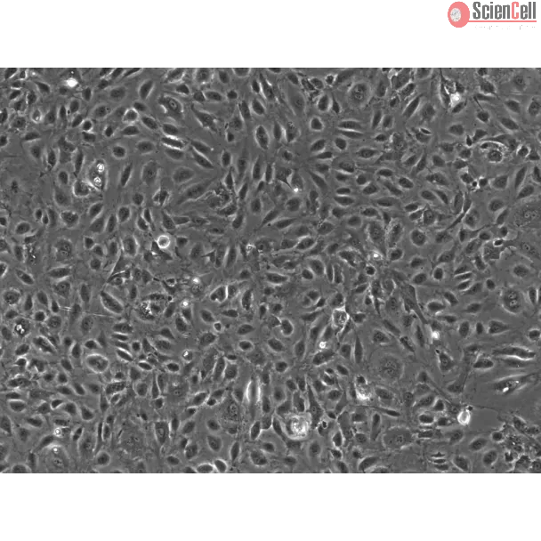 Human Testicular Endothelial Cells (HTEC)-Phase contrast, 100x.
