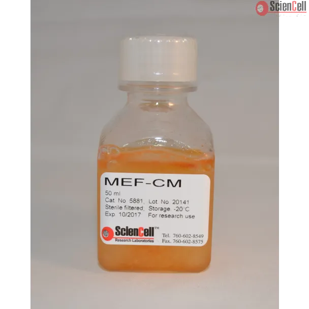 Mouse Embryonic Fibroblast-Conditioned Medium