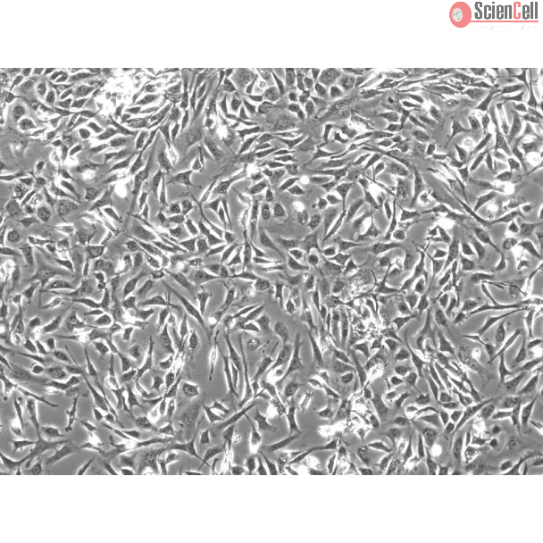 Mouse Embryonic Fibroblasts-mitomycin C treated (MEF-mt) - Phase contrast, 100x.

