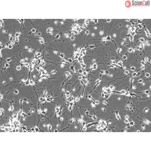 Mouse Neurons-cortical (MN-c) - Phase contrast, 200x.

