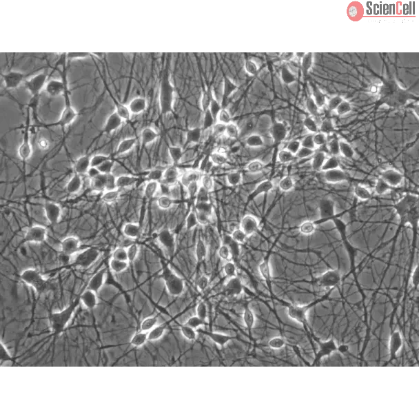 Mouse Neurons-cortical (MN-c) - Phase contrast, 400x.
