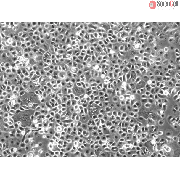 Porcine Corneal Epithelial Cells (PCEpiC) - Phase contrast, 100x.

