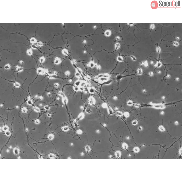 Rat Neurons-spinal cord (RN-sc) - Phase contrast, 200x.
