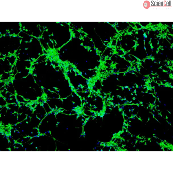 Rat Neurons-ventral spinal cord (RN-vsc) - Immunostaining for β-Tubulin III, 100x.
