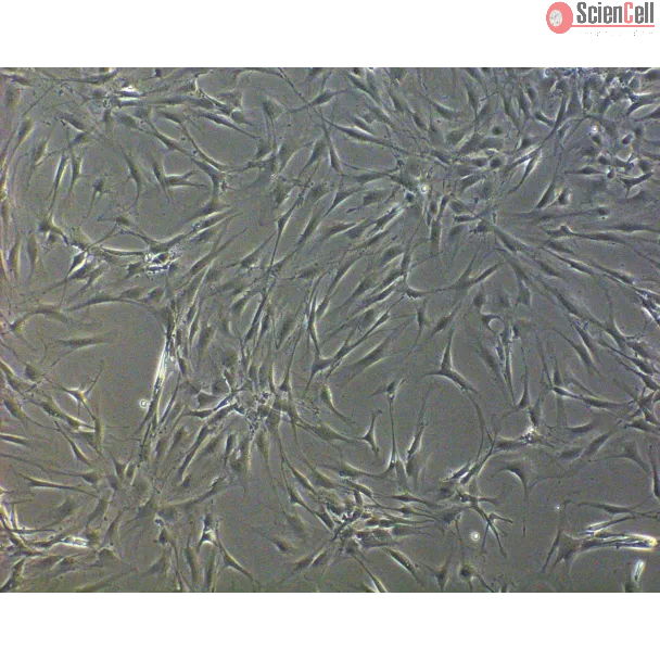 Rat Sertoli Cells (RSerC) - Phase Contrast, 100x