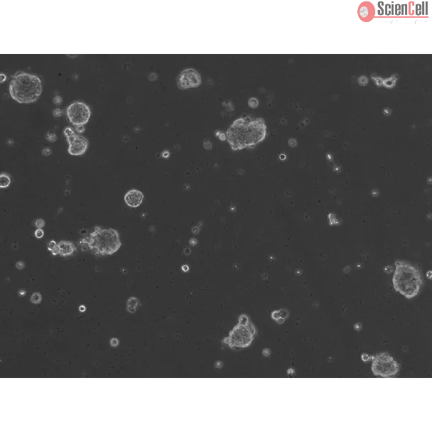 Ready-to-use Airway Spheroids at 24 hour post thawing
