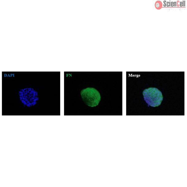 Human Bronchial Fibroblast Spheroids express the fibroblast marker fibronectin (FN). 