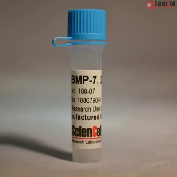 Recombinant Human Bone Morphogenetic Protein-7