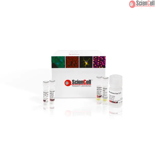 Relative Mouse Mitochondrial DNA Copy Number Quantification qPCR Assay Kit