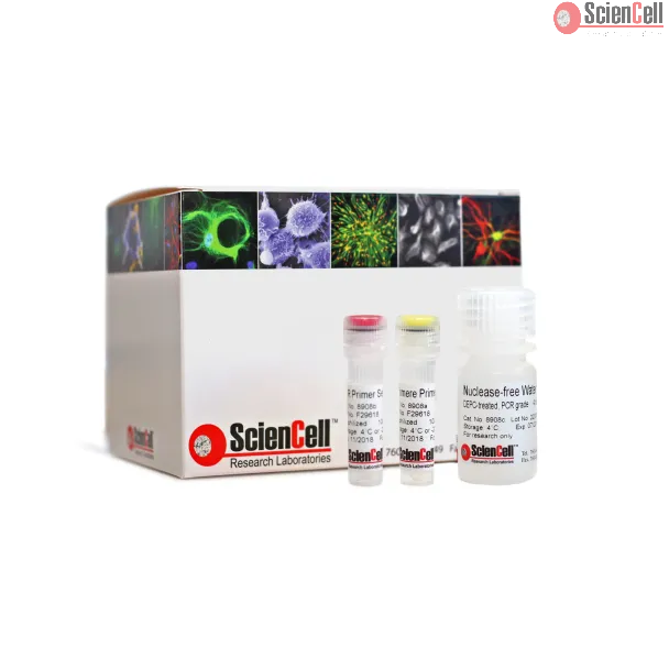 Relative Rat Telomere Length Quantification qPCR Assay Kit