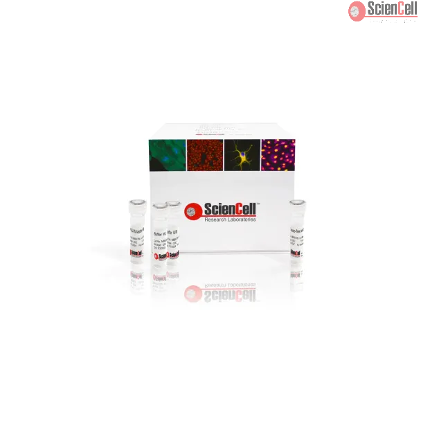 Single Cell Whole Genome Amplification Kit