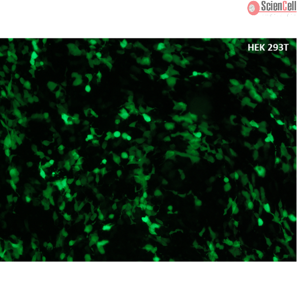 HEK293T cells transfected with GFP using UniFectagen, 24h post-transfection.
