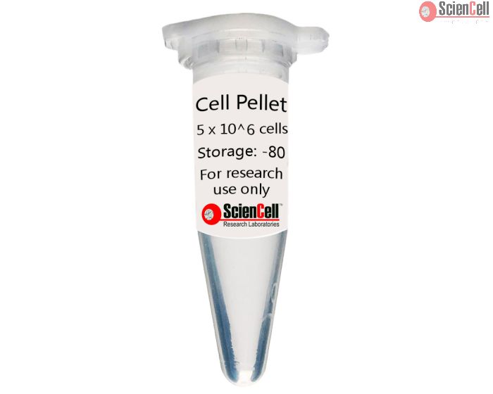 Human Tonsil Fibroblast Cell Pellet