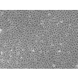 人主动脉内皮细胞（HAEC）- 相差显微镜（Phase contrast），100 倍。
