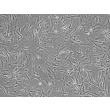 人主动脉平滑肌细胞（HASMC）- 相差显微镜（Phase contrast），100 倍。