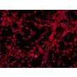 人多能干细胞衍生星形胶质细胞（H9-A）- GFAP免疫染色，200x。