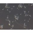 人多能干细胞（hPSC）分化的谷氨酸能神经元，浮雕对比显微镜观察，放大倍数 200×。