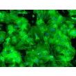 人多能干细胞 (hPSC) 来源心肌细胞（H9-CM）——肌球蛋白免疫染色，200×