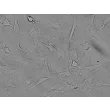 人心脏成纤维细胞（HCF）- 浮雕对比（Relief contrast），400 倍。
