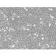 人椎间盘纤维环细胞（HAFC）- 相差显微，200x。