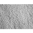 人椎间盘纤维环细胞（HAFC）- 微分干涉相衬，200x。