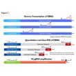 图 1. 
TERRA RT-qPCR 检测的示意图。TERRA 转录本主要由 RNA 聚合酶 II 合成，起始于端粒下区并延伸至端粒重复序列。TAG-TERRA 特异性寡核苷酸可在端粒序列上结合。