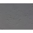 人类多能干细胞衍生的GABA能神经元（HPSC-GABAN）——浮雕对比（Relief contrast），200×放大倍率。

