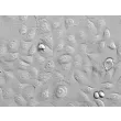 人类小气道上皮细胞（HSAEpiC）- 凸显显微镜 200x